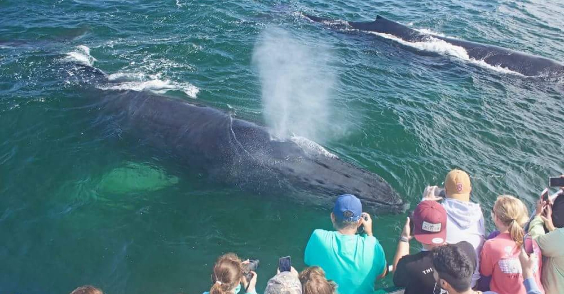 whale watch gloucester cape ann ma