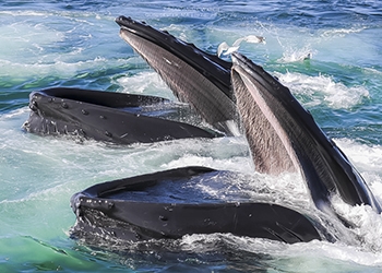 Humpback Whale