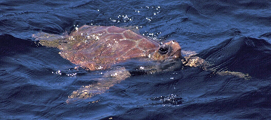 Loggerhead Turtle