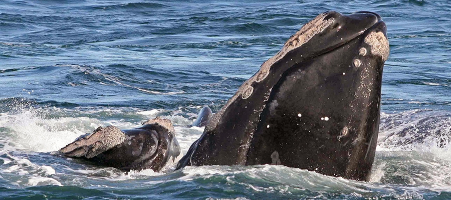 Northern Atlantic Right Whale