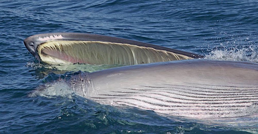 Sei Whale