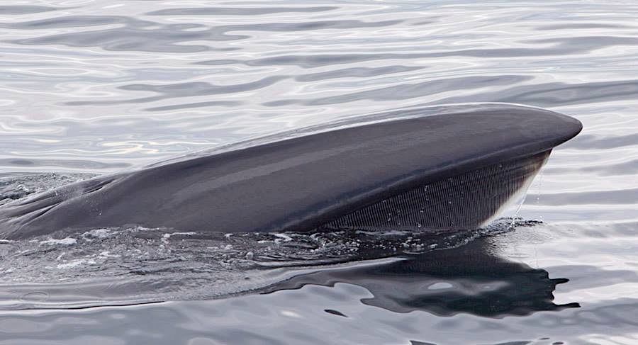 Humpback Whale