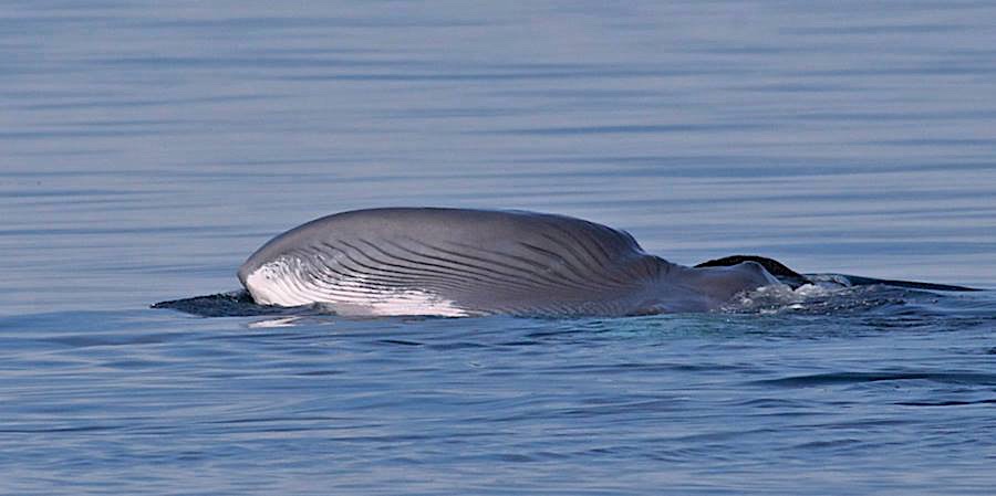 Sei Whale