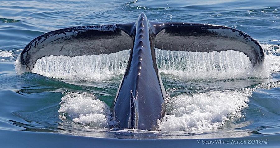 Humpback Whale Eating Fish