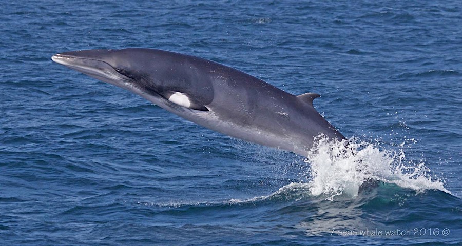 Humpback Whale