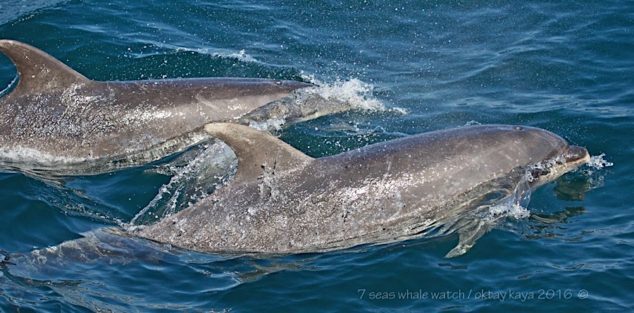 Bottle Nose Dolphin