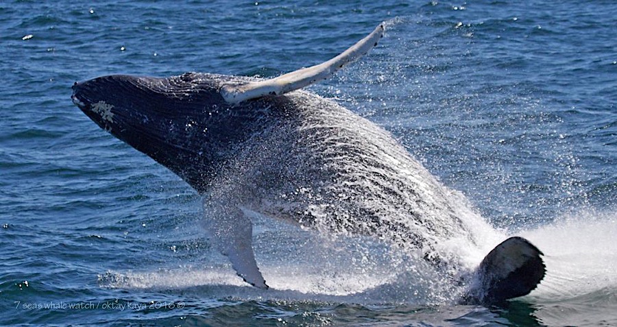 Humpback Whale