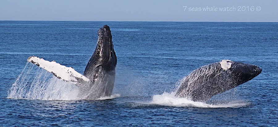 LET'S GET UP CLOSE AND PERSONAL TO A HUMPBACK WHALE'S SKIN