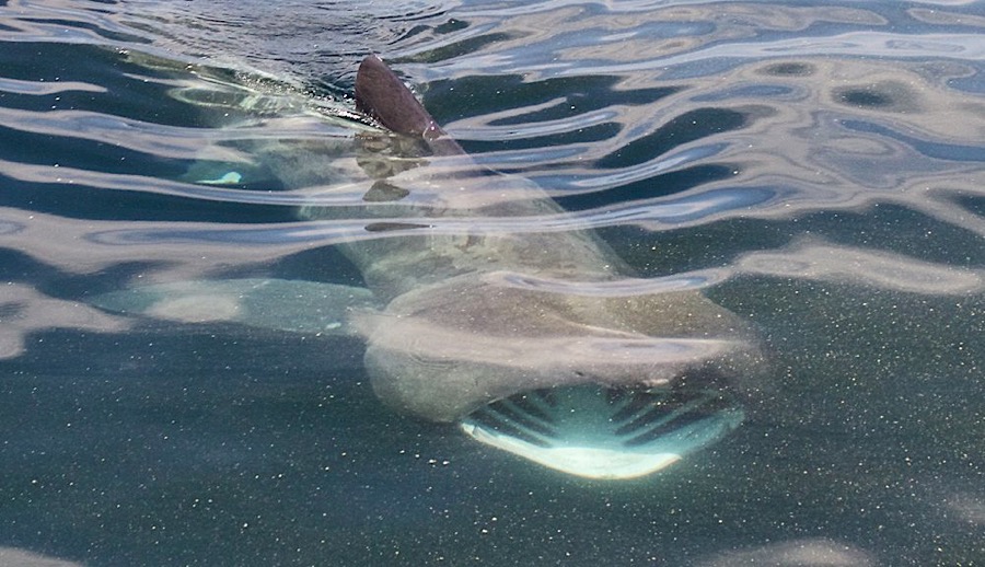 Sharks and Marine Fish
