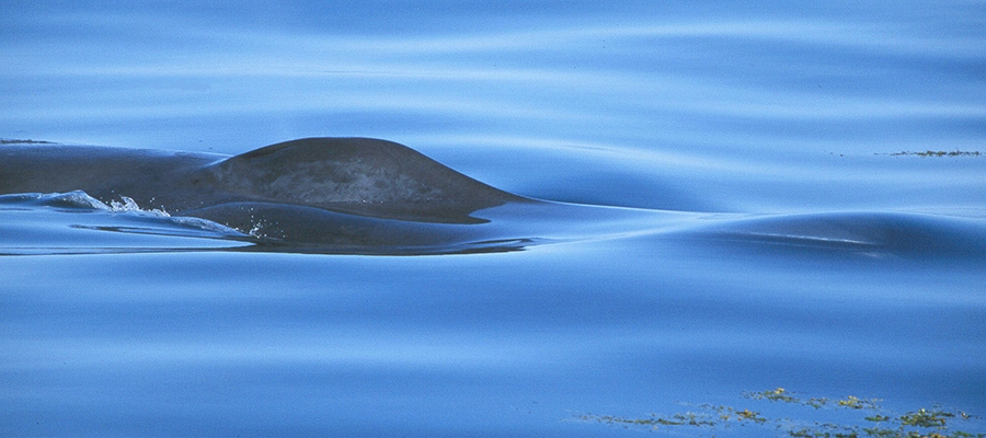 Blue Whale Blow Holes