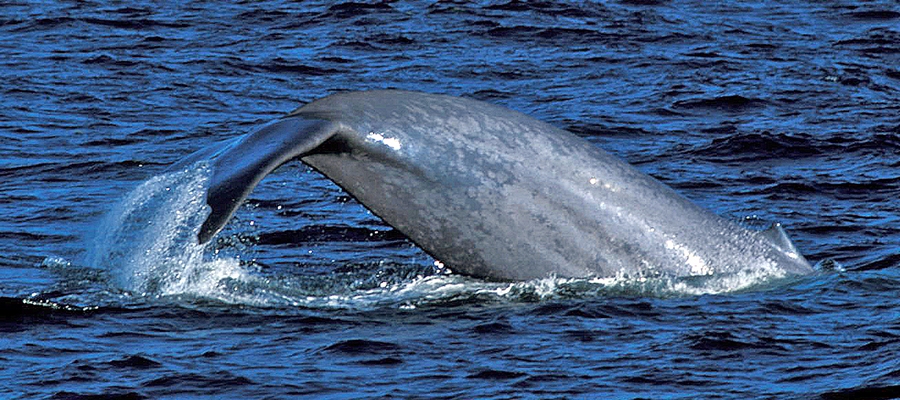 Blue Whale Blow Holes