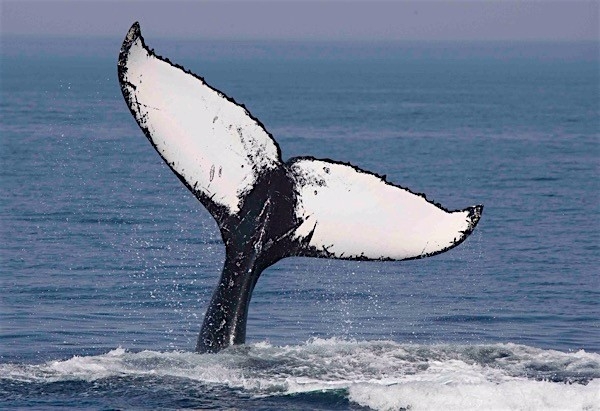 Humpback Whale Fluke Gallery