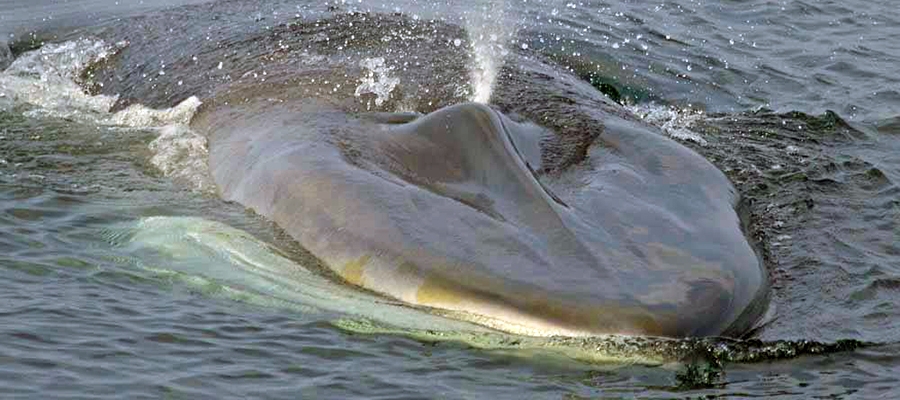 Finback Whale