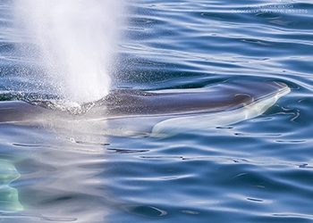 Finback Whale