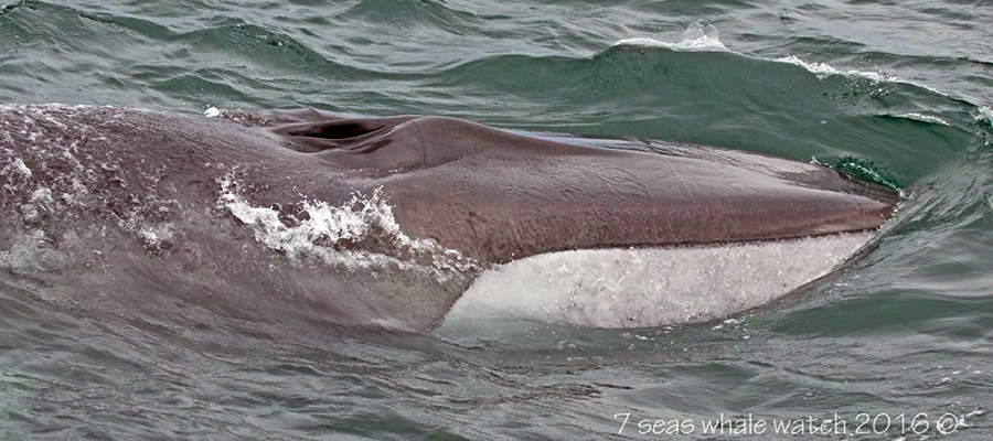 Finback Whale