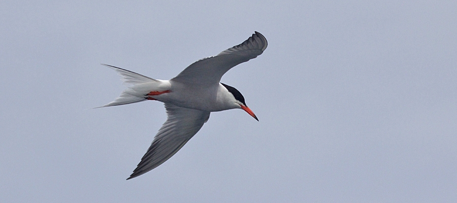 Gulls & Terns