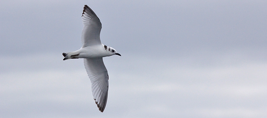 Gulls & Terns 2