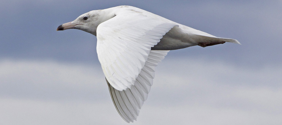 Gulls & Terns 3