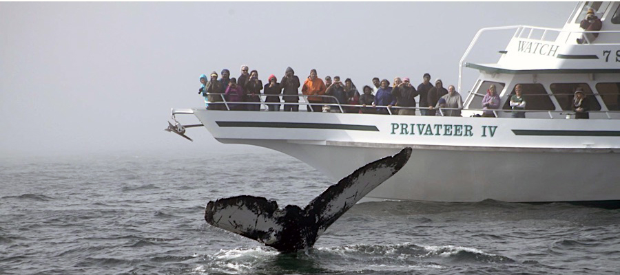 Diving Humpback Whale