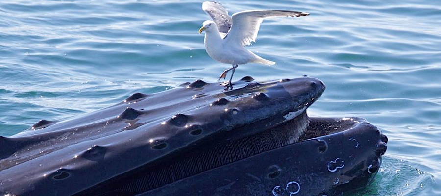 Humpback Whale and a Gull