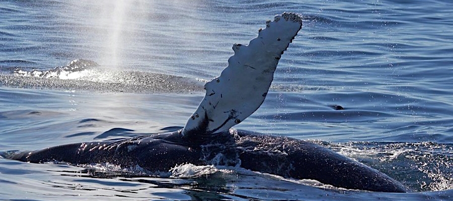 Humpback Whales