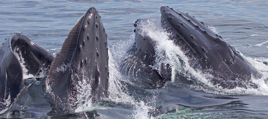 Humpback Whales Feeding