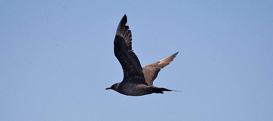 Humpback Whale