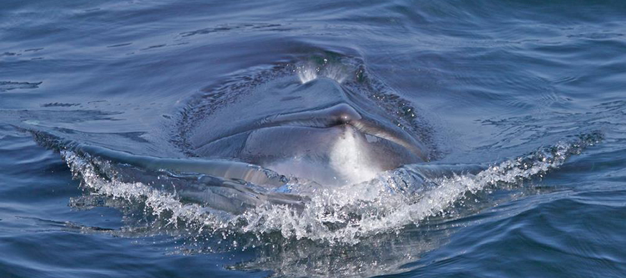 Minke Whale