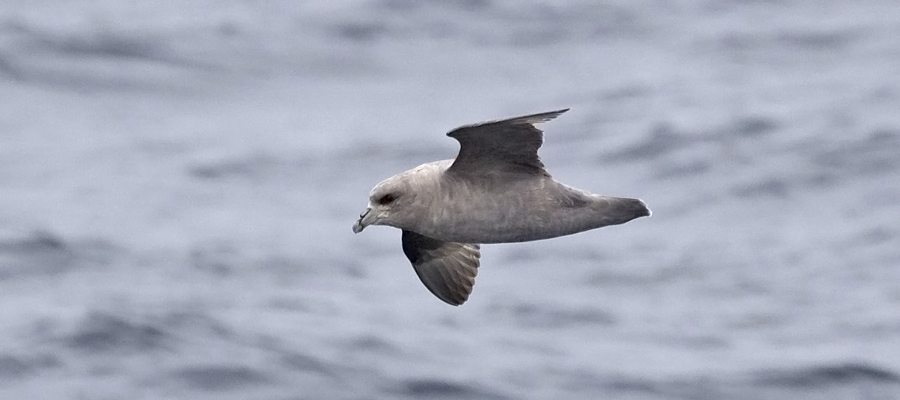 Northern Fulmar