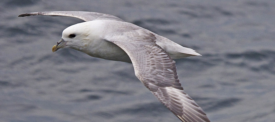 Northern Fulmar