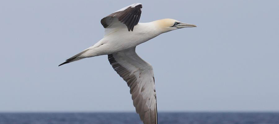 Northern Gannet