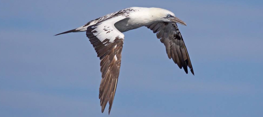 Northern Gannet