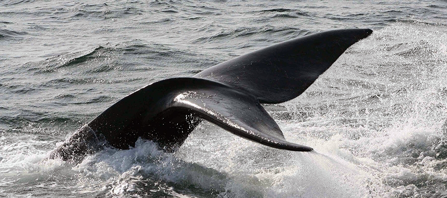 Northern Atlantic Right Whale