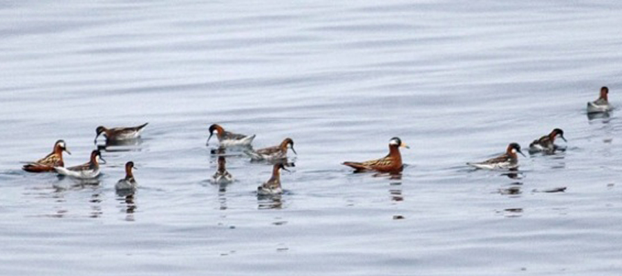 Phalaropes