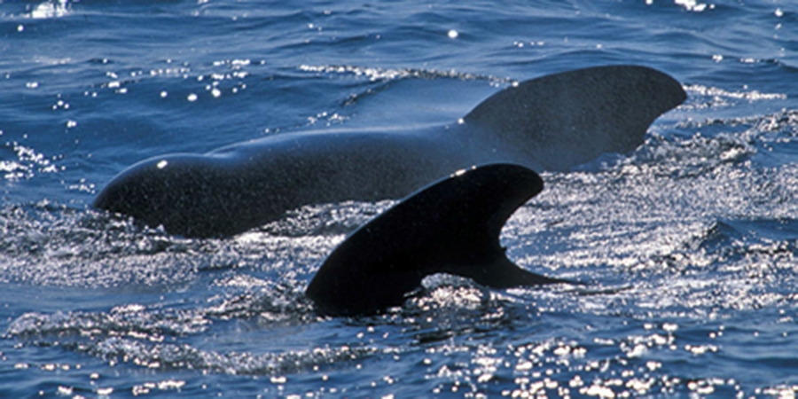 Pilot Whale