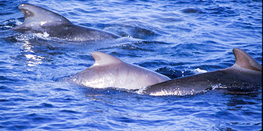 Pilot Whale