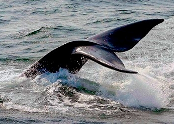 North Atlantic Right Whale