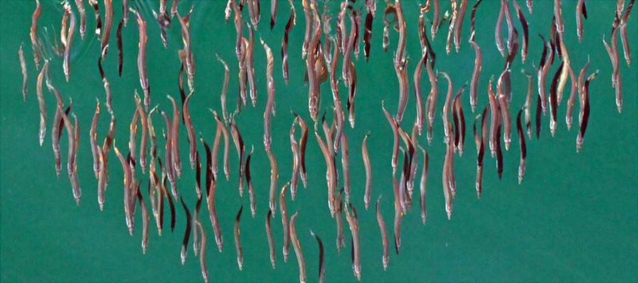 School of Fish