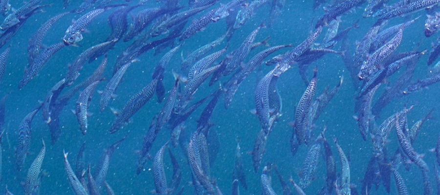 School of Fish