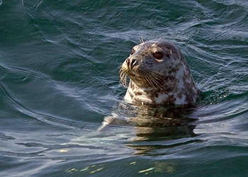 Seal