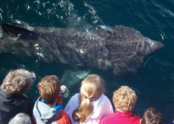 Basking Sharks