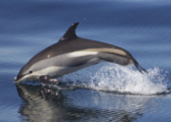 Dolphins