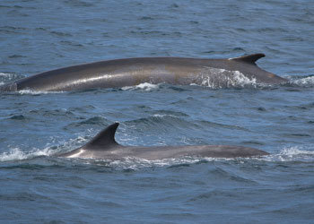 Finback Whales
