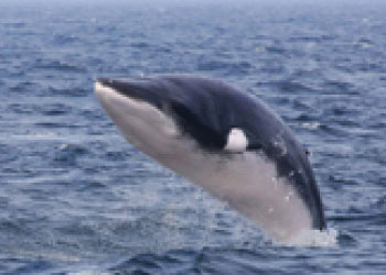 Minke Whales
