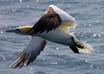 Ocean Birds