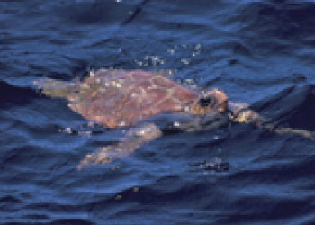 Sea Turtles