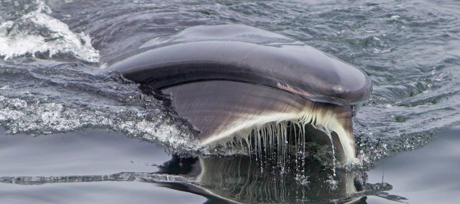 Sei Whale