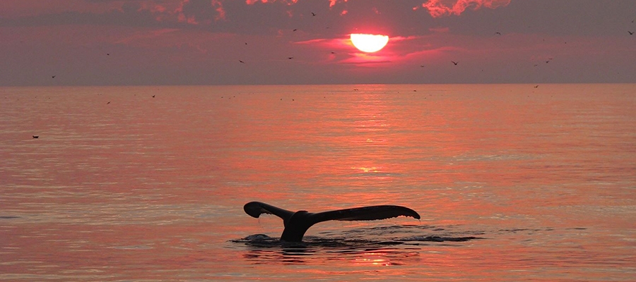 Humpback Whale